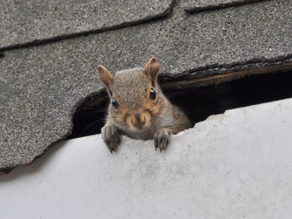 Vero Beach Wildlife Removal