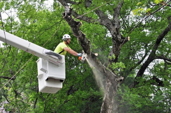 Vero Beach Tree Trimming