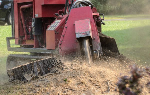 Vero Beach Tree Removal